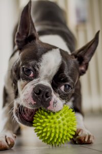 Boston terrier playing with her rubber ball