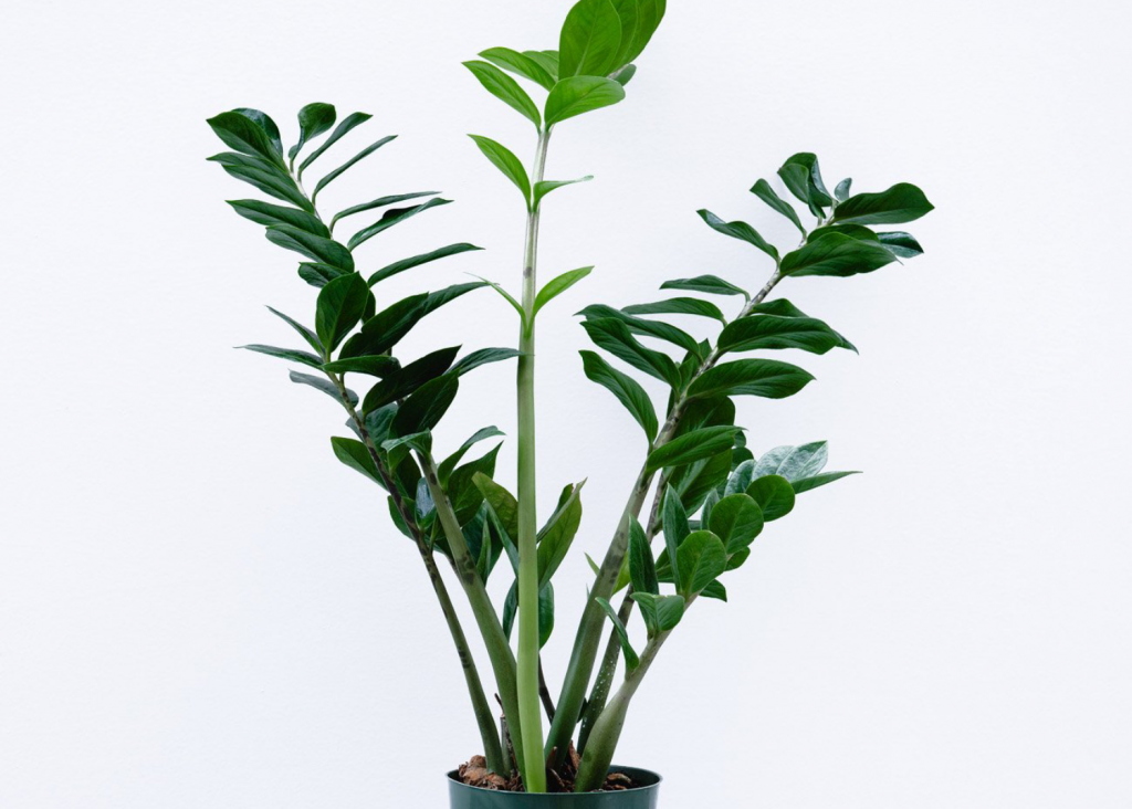 The Ideal Indoor Plant To Own Based On Your Personality - Cityline